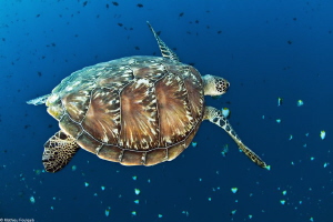 Eretmochelys imbricata by Mathieu Foulquié 